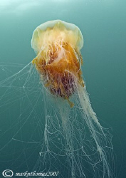 Lion's Mane Jellyfish.
Hebrides.
10.5mm. by Mark Thomas 
